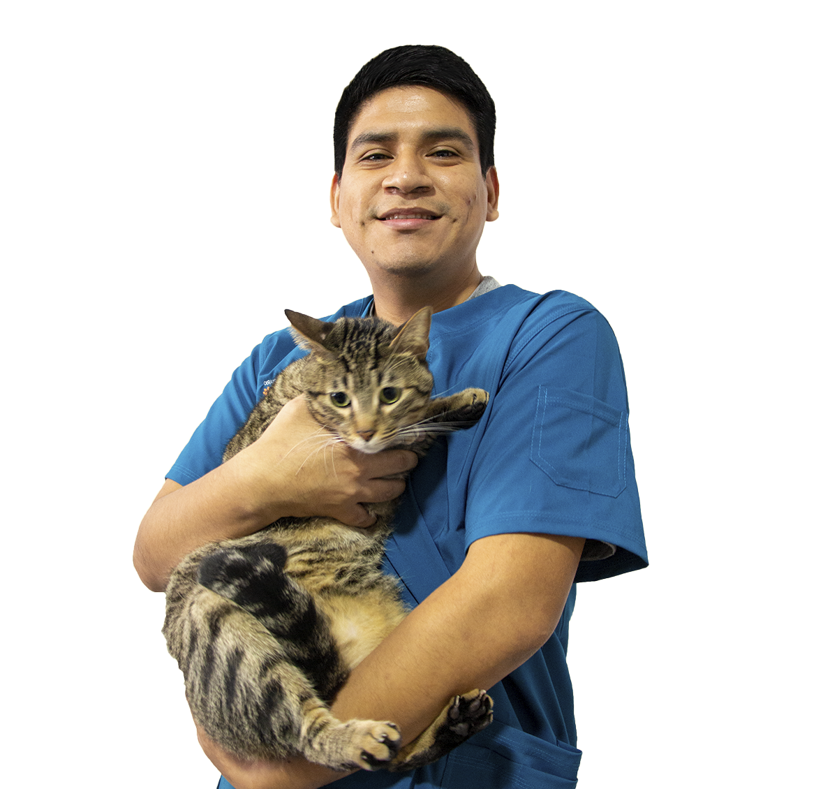 Veterinaria atendiendo gato